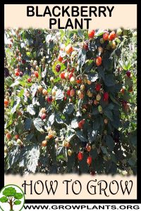 How to grow Blackberry plant