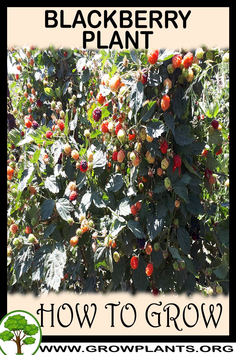 How to grow Blackberry plant