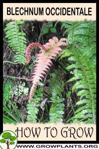 How to grow Blechnum occidentale