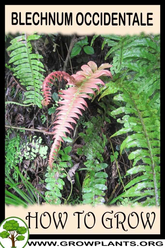 Blechnum occidentale
