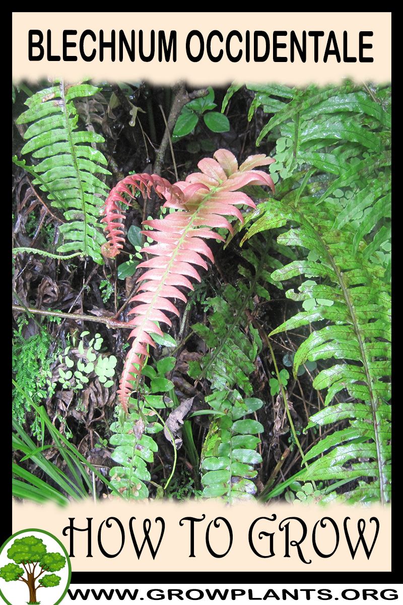 How to grow Blechnum occidentale