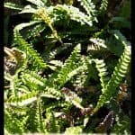 Blechnum penna marina