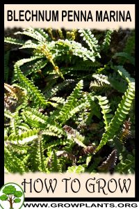 How to grow Blechnum penna marina