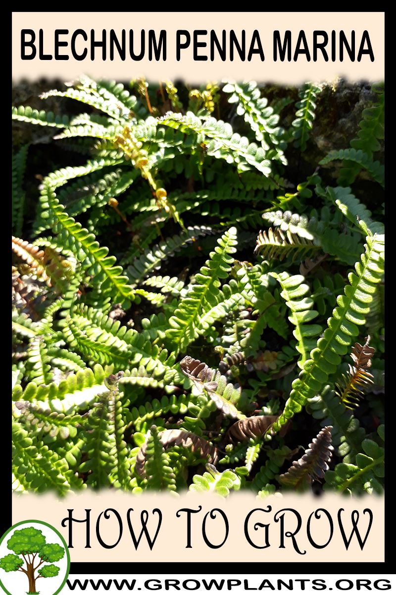 How to grow Blechnum penna marina