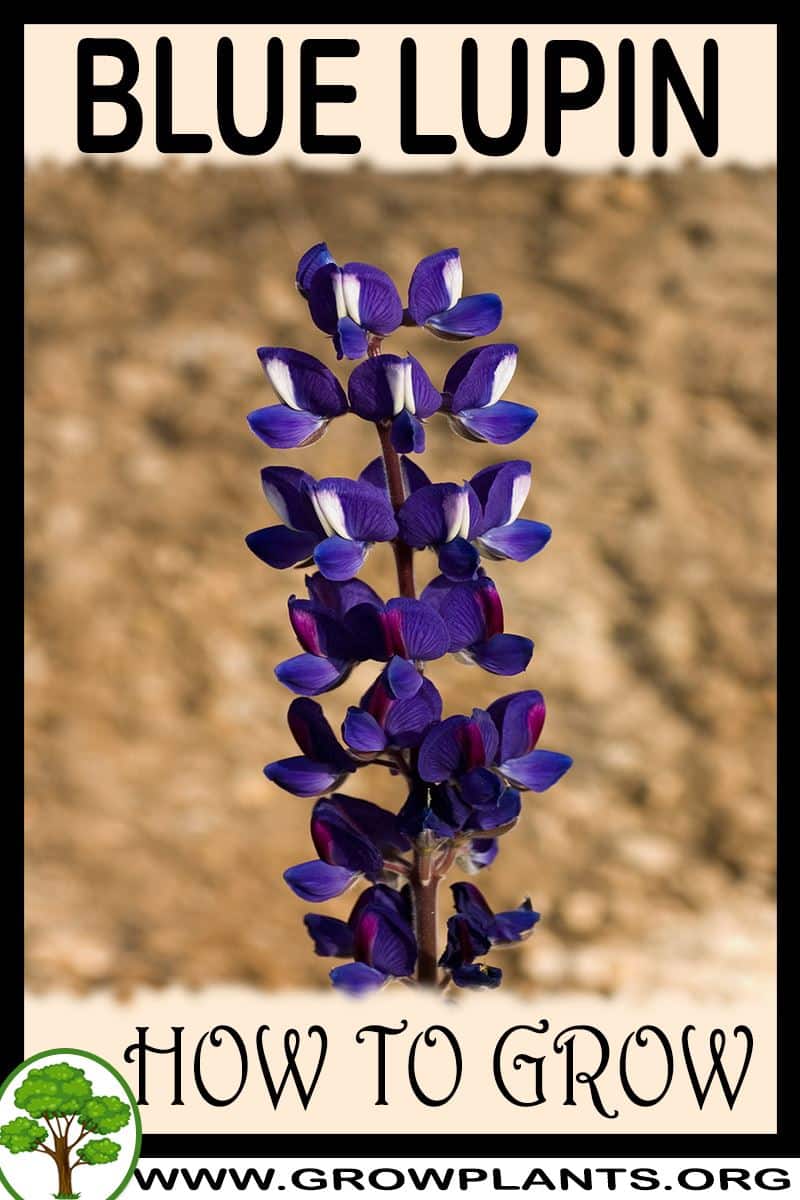 How to grow Blue lupin