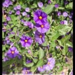 Blue potato bush