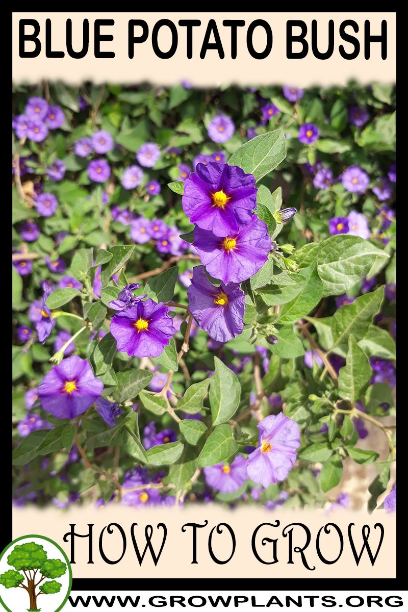 How to grow Blue potato bush