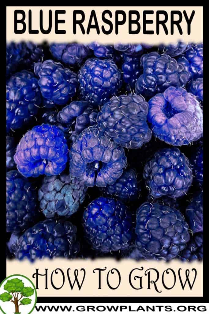 Blue raspberry