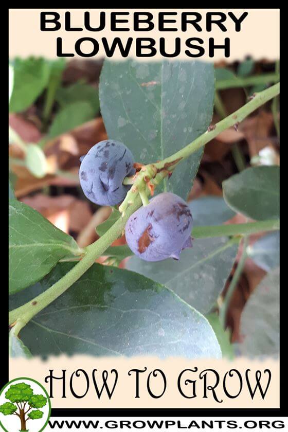 How to grow Blueberry lowbush