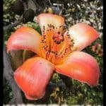 Bombax ceiba