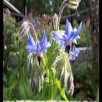 Borage plant