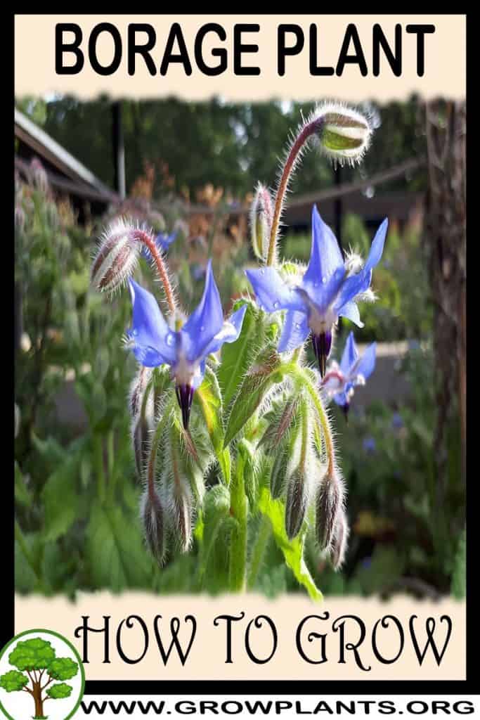 Borage plant