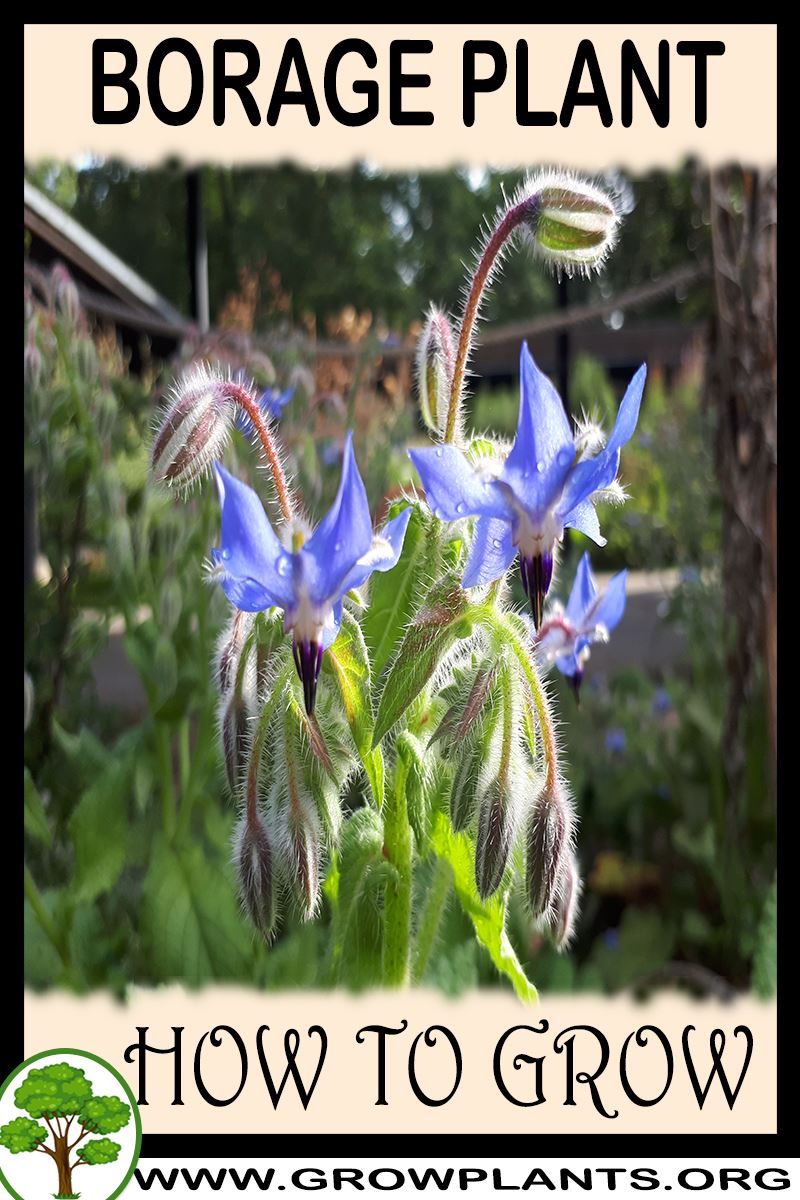 How to grow Borage plant