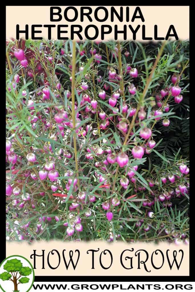 Boronia heterophylla