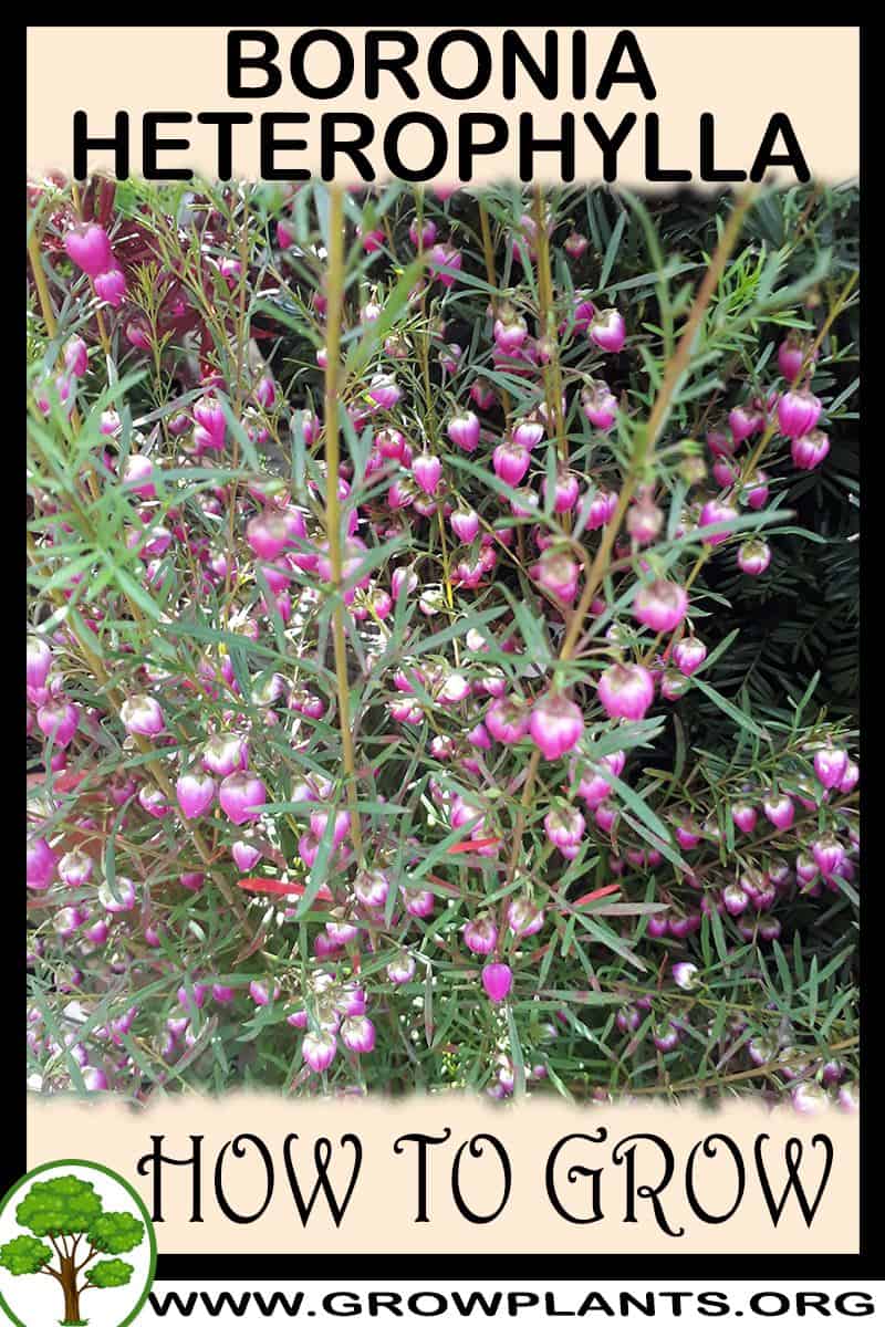 How to grow Boronia heterophylla