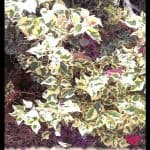 Bougainvillea brasiliensis