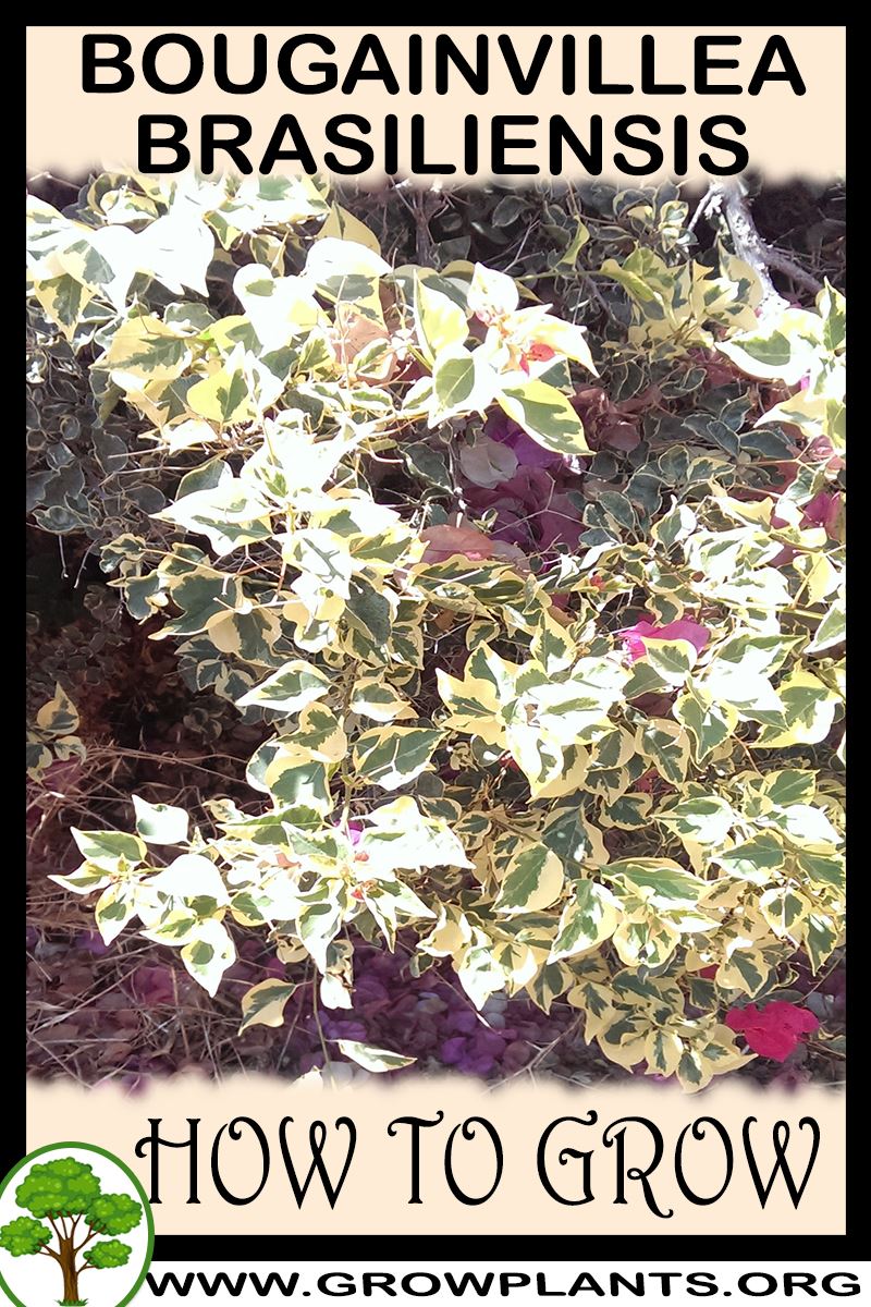 How to grow Bougainvillea brasiliensis
