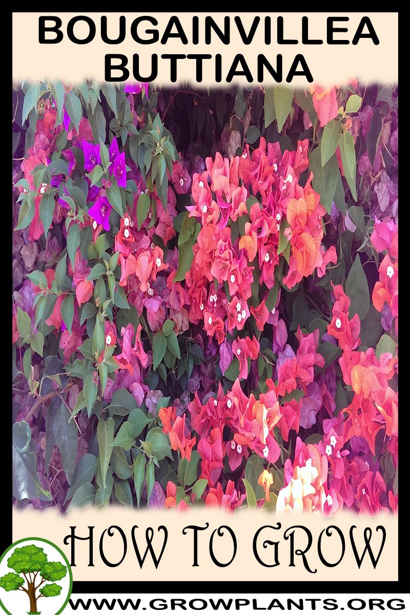 How to grow Bougainvillea buttiana