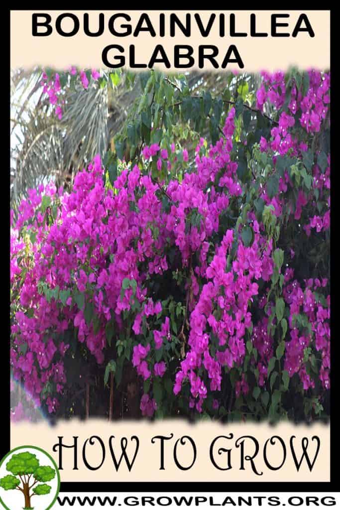 Bougainvillea glabra