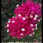 Bougainvillea mini thai