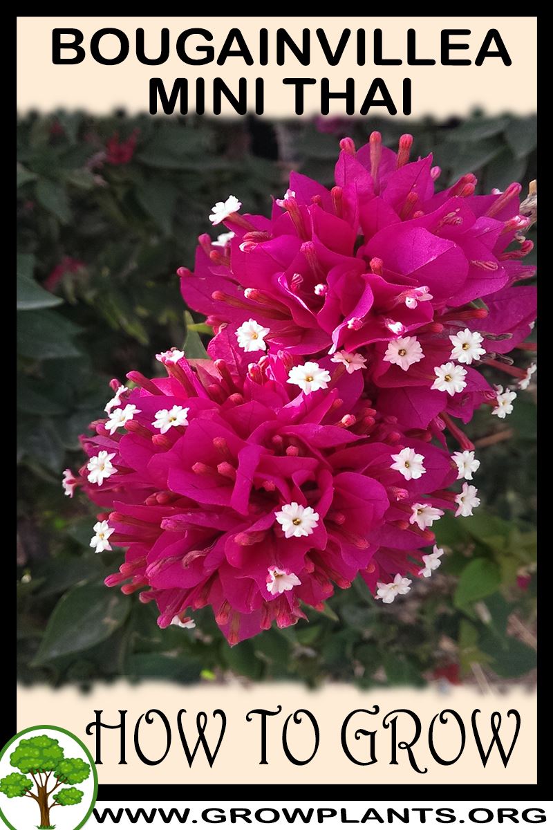 How to grow Bougainvillea mini thai