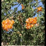 Bougainvillea peruviana