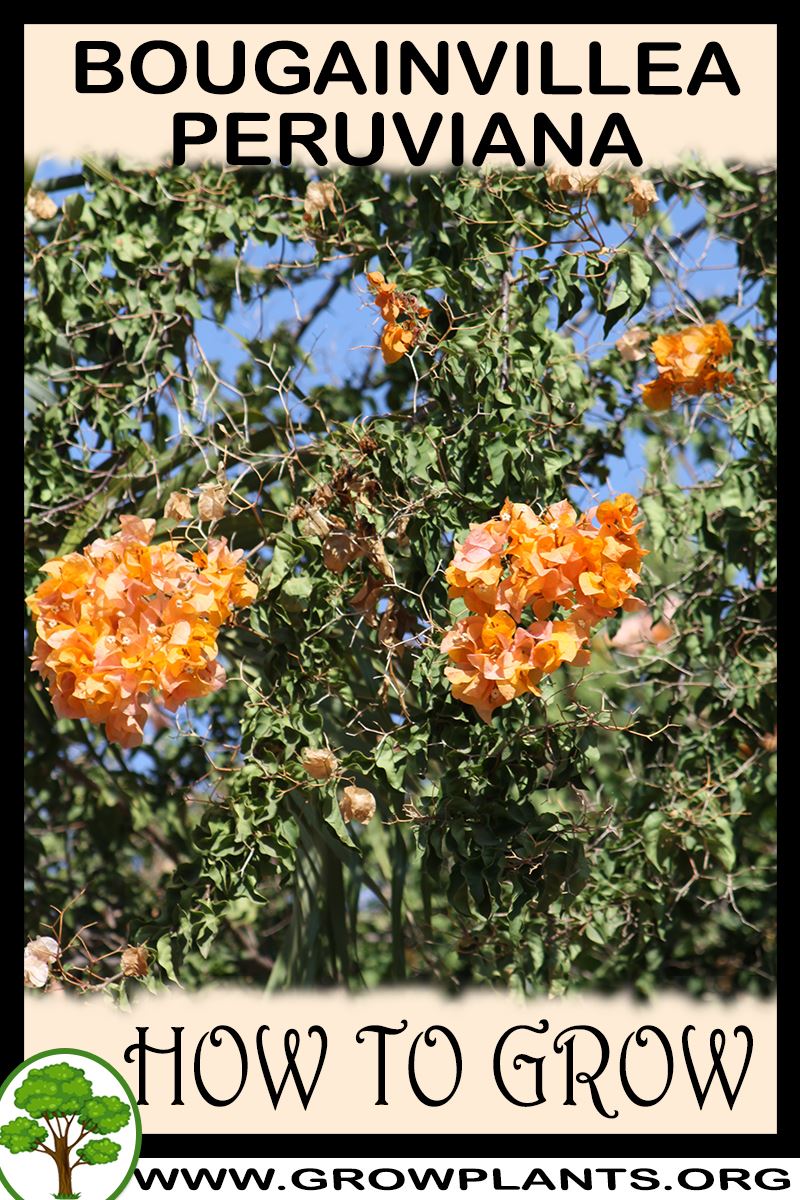 How to grow Bougainvillea peruviana