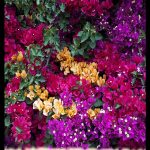 Bougainvillea plant