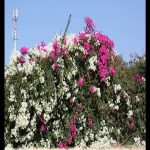Bougainvillea spectabilis