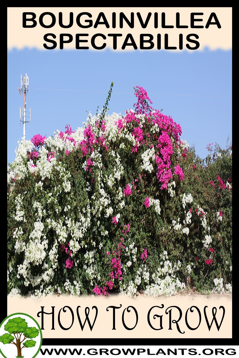 How to grow Bougainvillea spectabilis