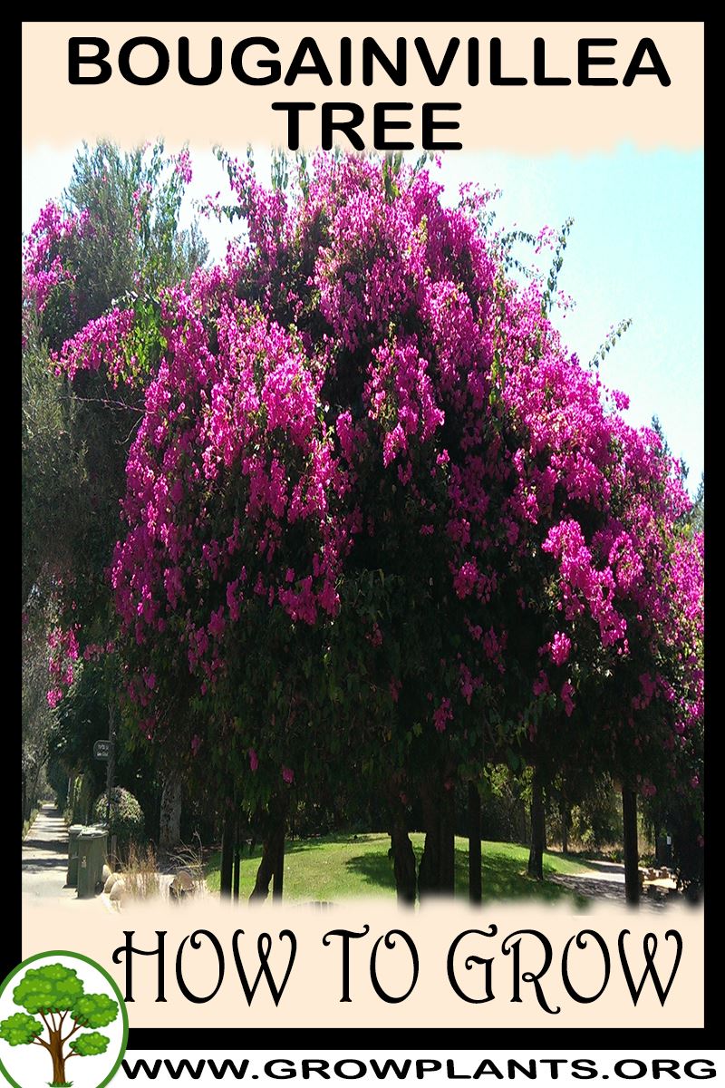 How to grow Bougainvillea tree