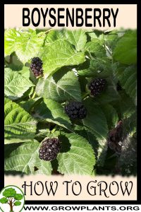 How to grow Boysenberry