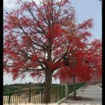 Brachychiton acerifolius