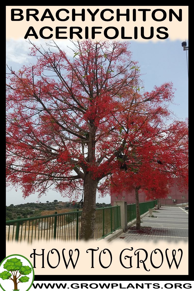 How to grow Brachychiton acerifolius