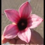 Brachychiton discolor