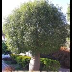 Brachychiton rupestris
