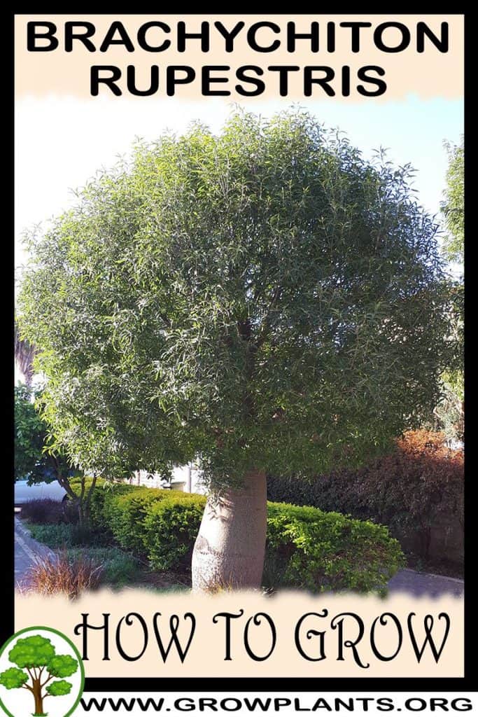 Brachychiton rupestris