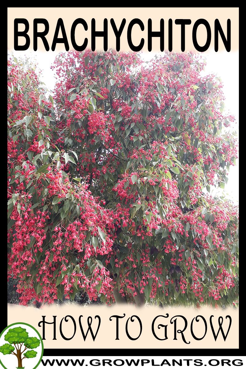 How to grow Brachychiton
