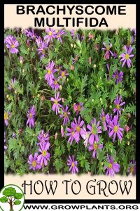 How to grow Brachyscome Multifida