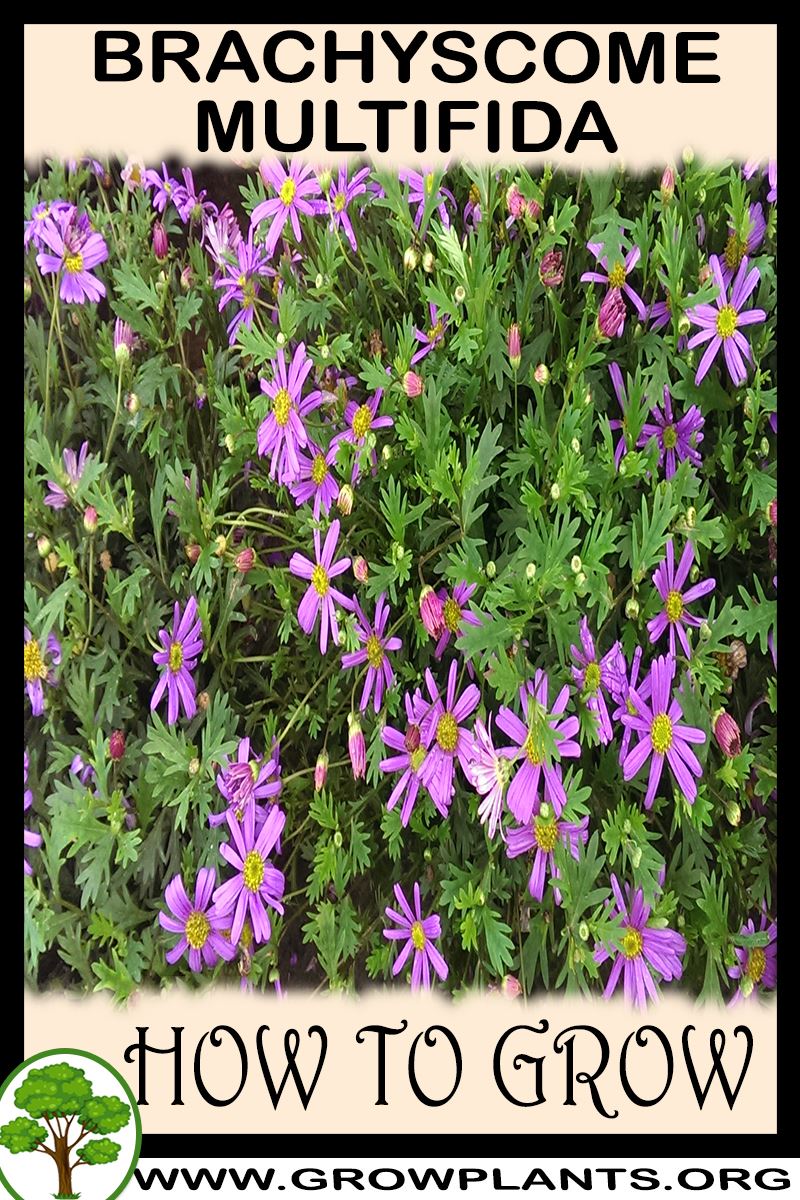 How to grow Brachyscome Multifida