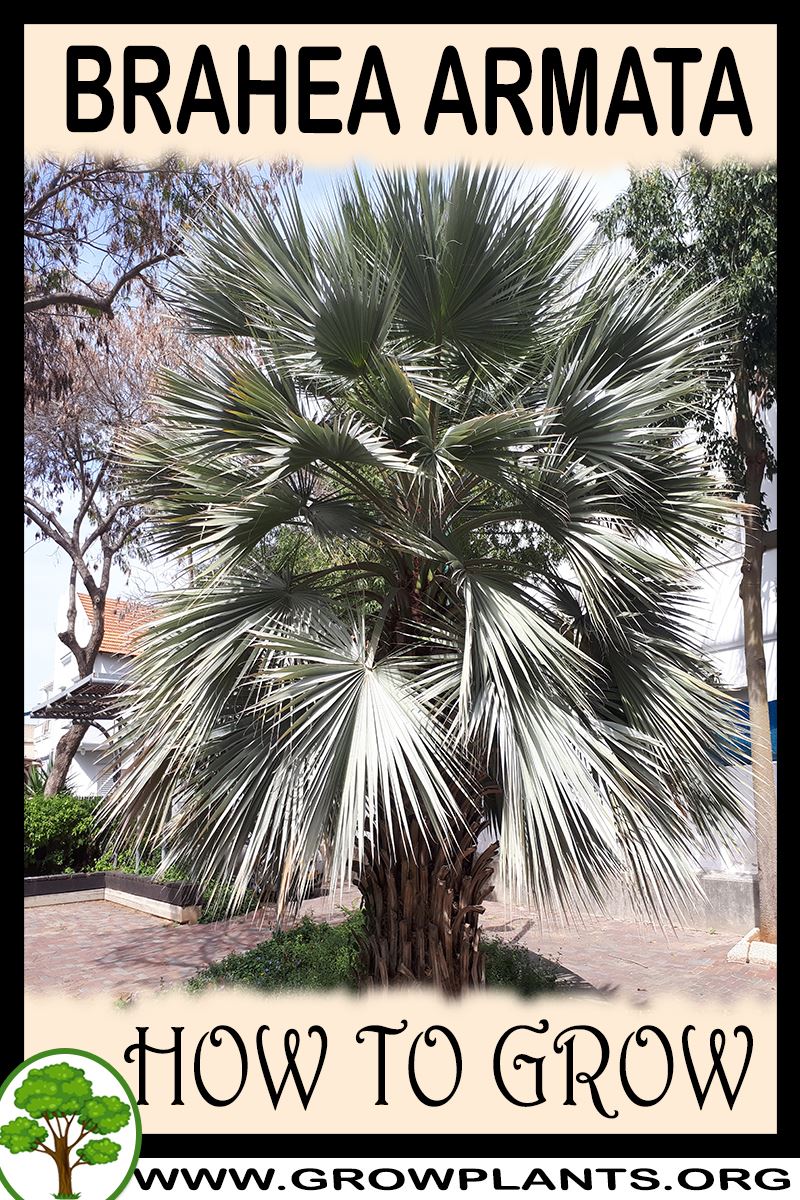 How to grow Brahea armata