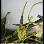 Brassia