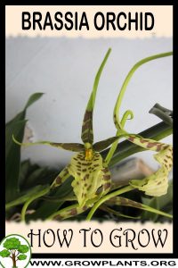 How to grow Brassia