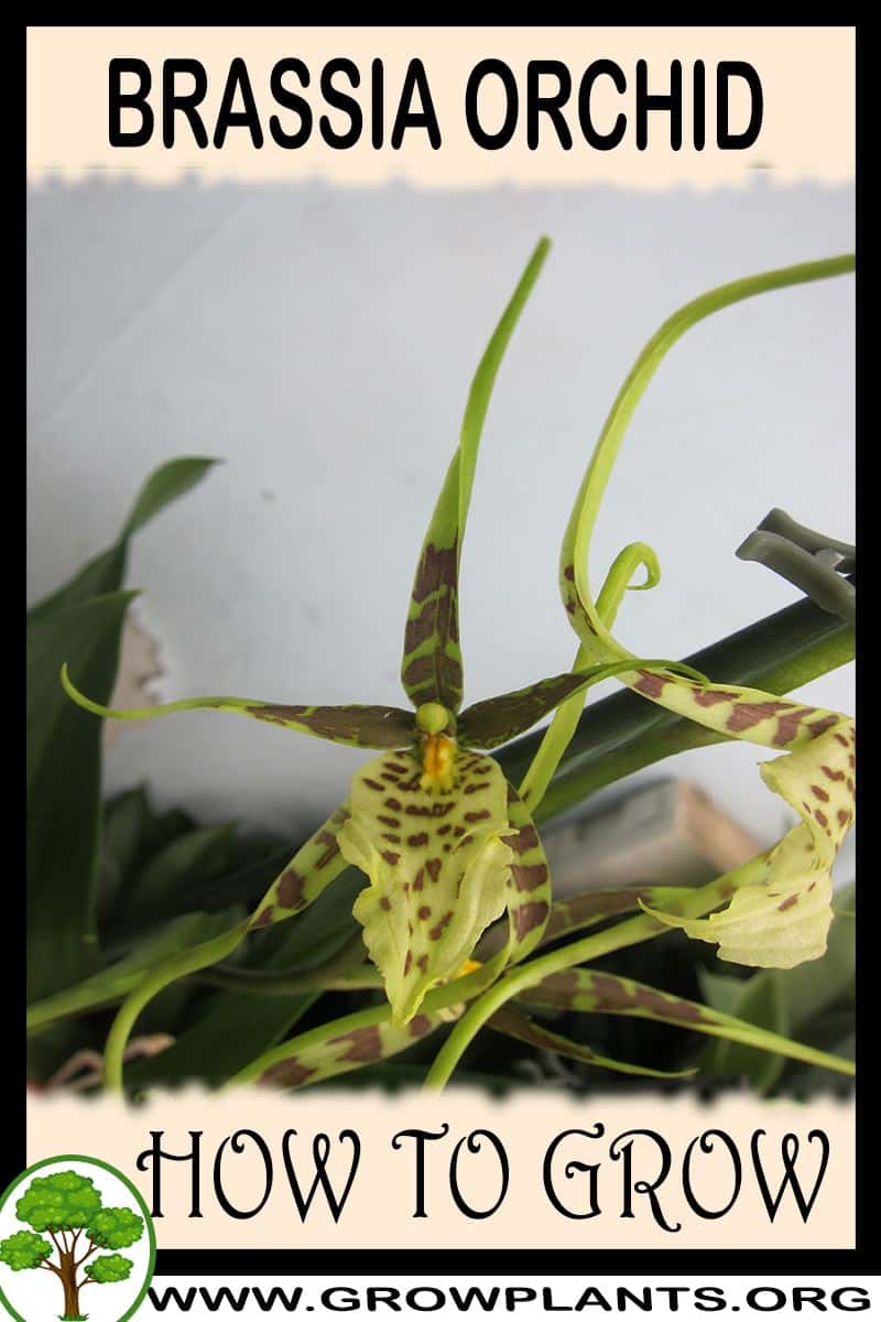 How to grow Brassia