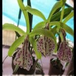 Brassocattleya