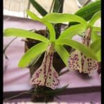 Brassocattleya Binosa