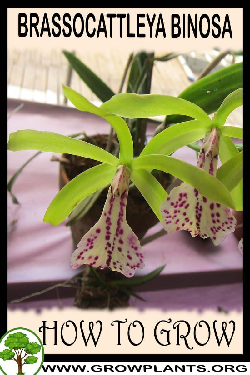 How to grow Brassocattleya Binosa