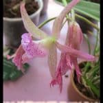 Brassocattleya Maikai