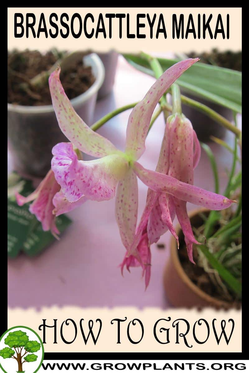 How to grow Brassocattleya Maikai