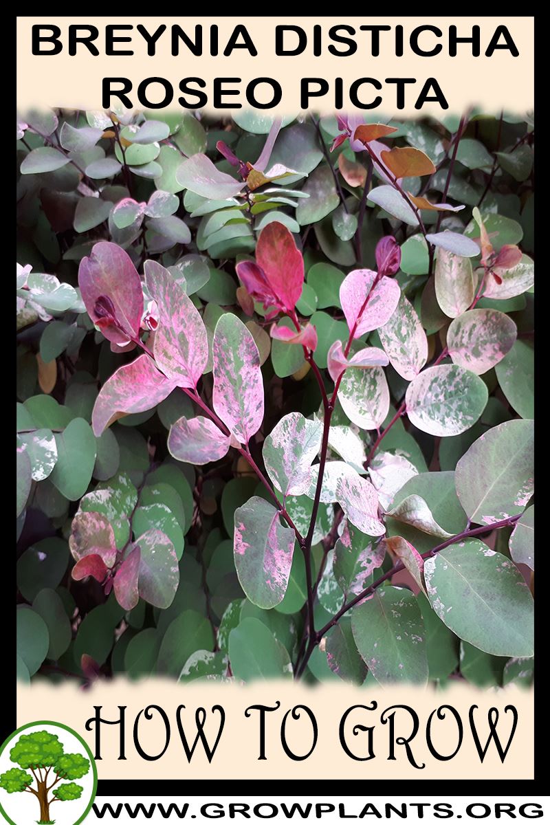 How to grow Breynia disticha Roseo picta